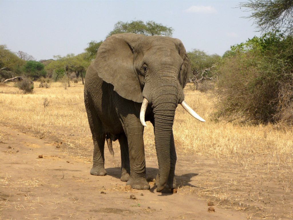 elephant-114543_1920